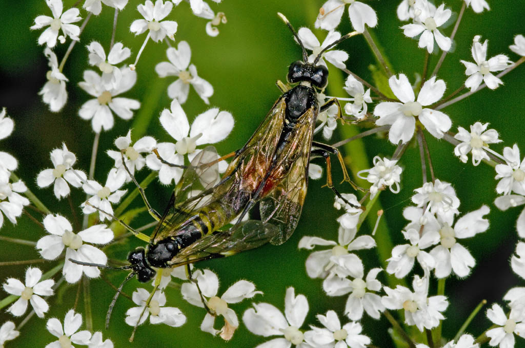 accoppiamento di Tenthredinidae.